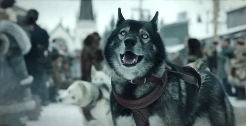 多哥 一部关于雪橇犬的冒险电影作品,剧情感人,值得一看
