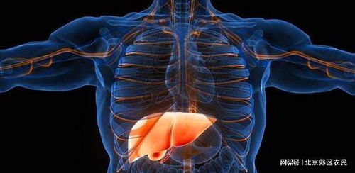 肝不好的表现有哪些 肝脏不好有哪些表现症状