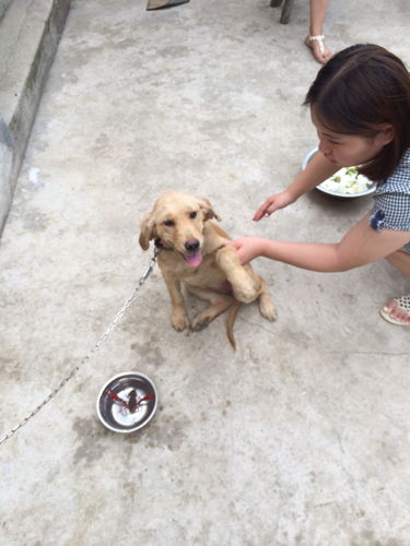 这是什么狗好不好 我捡到的那时它生病了 毛都要掉光了后来我养了一个月不到,马上要治好了 