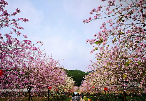 花都赤坭,美如画 春风十里,不如你