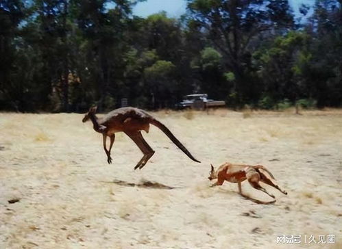 澳大利亚斥巨资悬赏,计划消灭300万只野狗,然后将狗肉出口中国