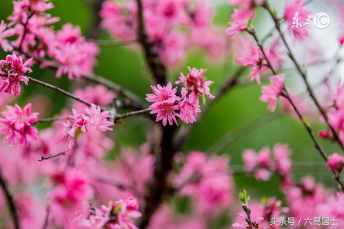 搜狐公众平台 命中带桃花,易发生婚外情的八字 