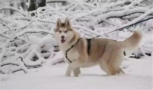 养狗须知 冬天到了,用这6种方式养狗,就是在伤害它