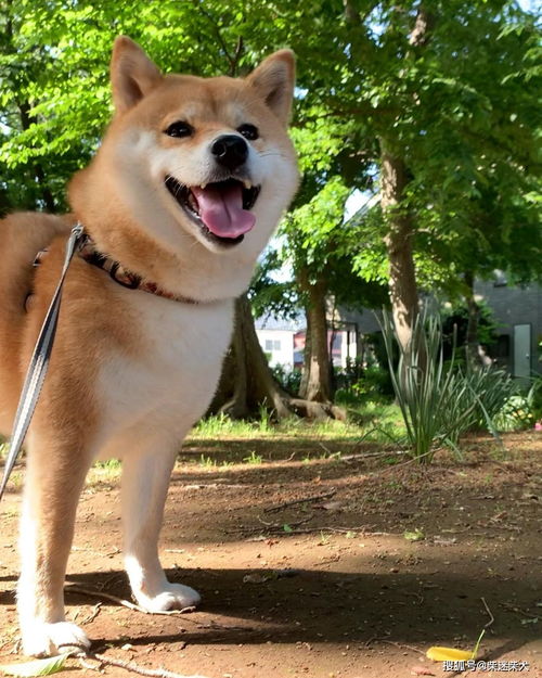 柴犬吃什么健康 那些食物对柴犬属于健康食物