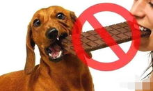 狗狗的6大饮食 禁忌 ,请宠主花点时间看完,别让善意变成恶意