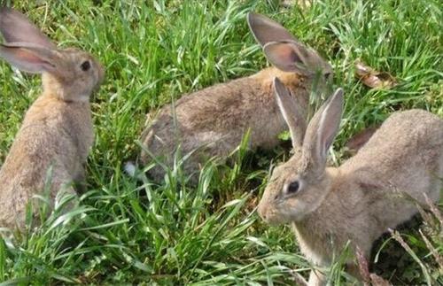 养兔子能赚钱吗风险大吗 农村养殖兔子的销路