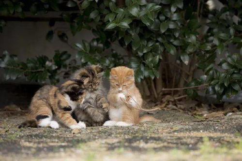 这三只小猫咪到底在 讨论 什么 好可爱哦