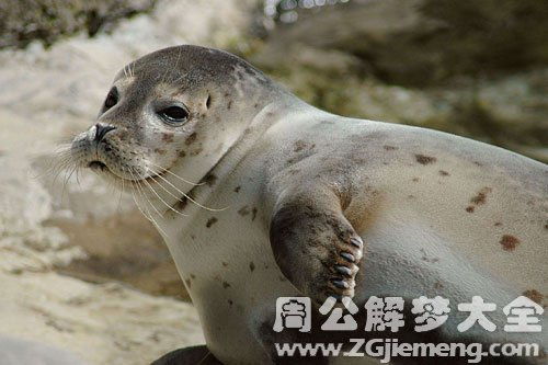 梦见海豹咬我手是什么意思 梦到海豹咬我手好不好 大鱼解梦网 