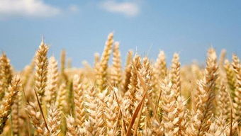 梦见地里好多小麦种子满地都是(梦见地里好多成熟的小麦周公解梦)