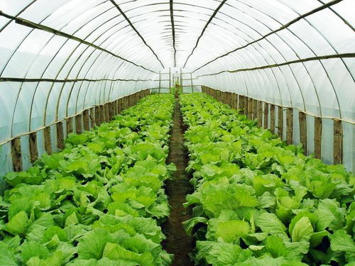 蔬菜温室大棚建造,三种增加种植效益的套种方法