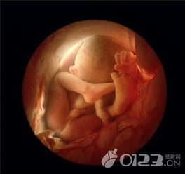 胎儿体重怎样算 胎儿体重要不要控制