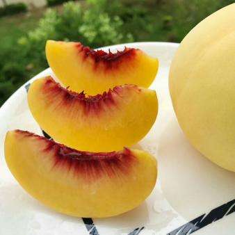 哪种桃子最脆最甜最好吃 中国五大顶级的桃子品种你吃过哪种