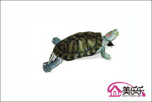 巴西龟冬天怎么养,最正确的养殖方法 