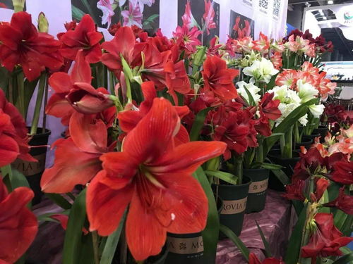直播预告 周六圣茵带您提前探场2020亚洲花卉博览会,看直播抢福利