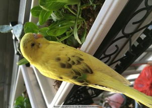 虎皮鹦鹉怕冷还是怕热 七月份的天气适合放窗台还是室内 它喜欢吃什么 鸟笼里要放一些什么东西给它们玩 