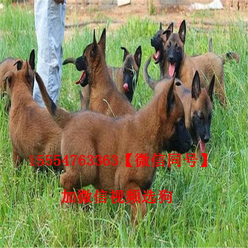 马犬价格中国马犬价格售价多少钱一只