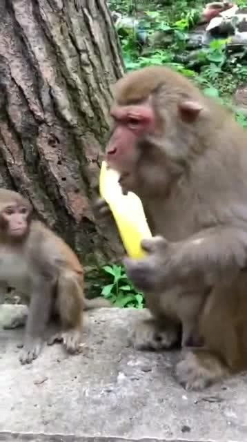 猴爸爸太霸道了,一根香蕉自己吃完,小猴子都馋坏了 