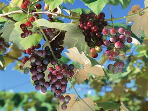 梦见自已在葡萄树下吃葡萄是什么 