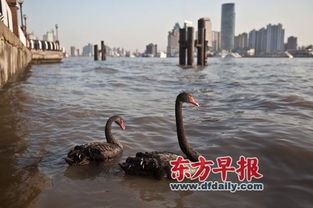两只黑天鹅缠绵黄浦江已近一周 