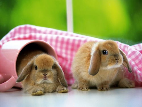 网页制作大宝库动物图片素材之可爱小兔子素材图片25 