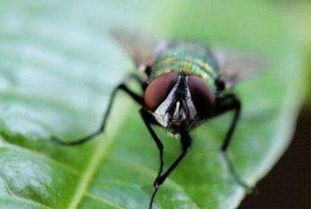 如何预判一只苍蝇的走位 徒手捉苍蝇,其实很简单