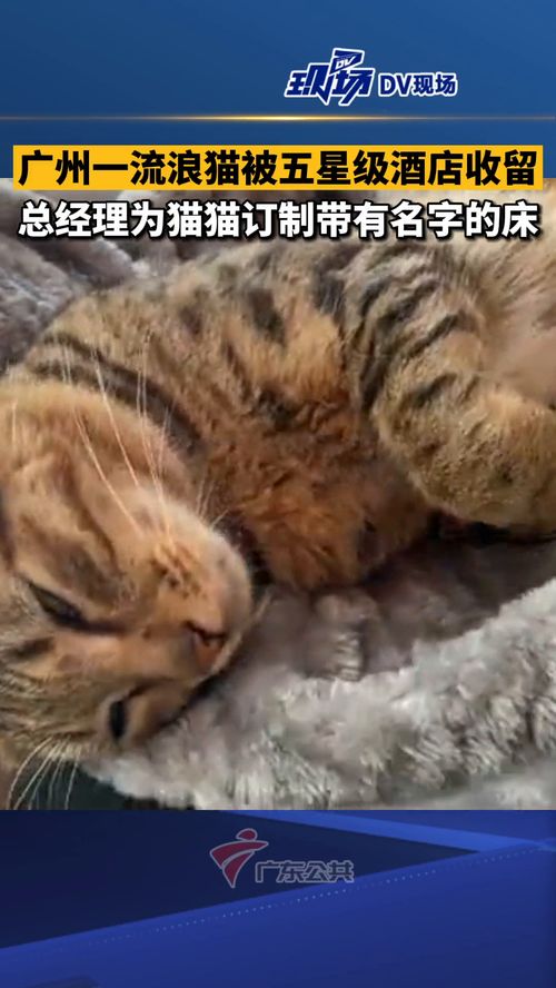 广州一流浪猫被五星级酒店收留,总经理为猫猫订制带有名字的床 
