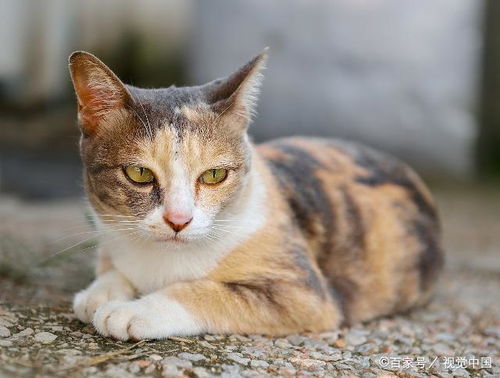 羡慕拥有吸猫体质的人 做到这些人人都可以成为行走的猫薄荷