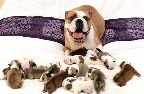刚出生的狗狗先别碰,让它们待在母犬身旁就好 注意这几点就行