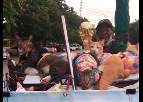 环卫工陆续捡了9只猫,全养得干干净净的,垃圾车成为了撸猫车