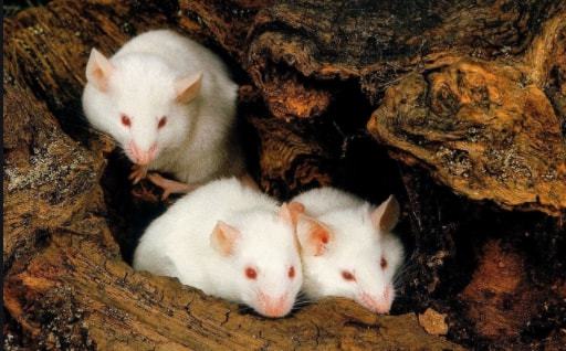 6个关于老鼠的有趣小知识 老鼠被挠痒痒时会笑