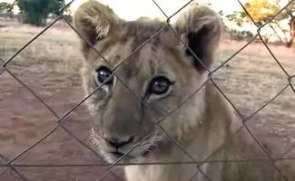 原创南非试验试管狮子成功，或能通过这种方式，助珍稀动物繁衍下去