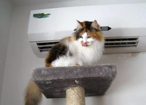 怕猫咪太热中暑 这11招清凉降温的方法你必须要学会 
