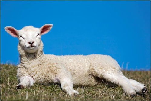 老人说得没错,2月下旬生肖羊的命运一般人比不了,尤其是79年的