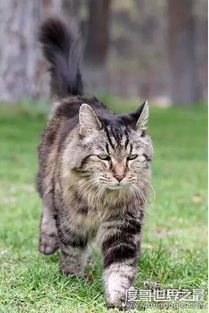 世界上最长寿猫咪,有一只猫活了38岁 相当于人144岁