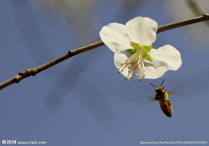 关于桃花和蜜蜂的诗句