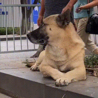 重庆版的 忠犬八公 ,那只叫 元宝 的狗狗,终于不用再等了