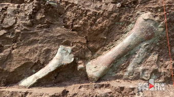 重庆发现世界级 恐龙化石墙 长约5公里 