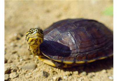 养殖人工繁殖的安南龟违法吗？