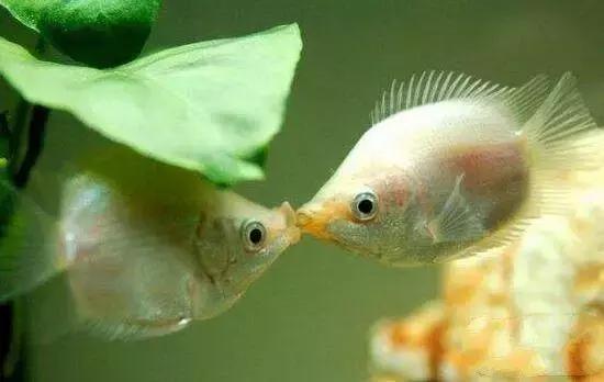 怎么养好接吻鱼，要注意什么(接吻鱼养殖注意事项)