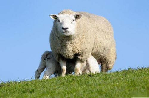 十羊九不全 揭秘79年生肖羊的毕生寿命,过了40岁后什么命