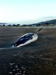 巨型鲸鱼搁浅旧金山海滩 经抢救无效死亡 