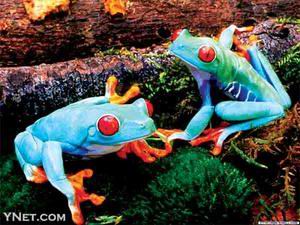 西班牙学家研究发现光棍青蛙巧夺别人新娘 