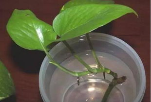 水培绿萝加白糖能生根,白糖兑水1 9浸泡插枝能快速生根 2 
