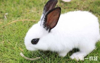 侏儒海棠兔好不好养 侏儒海棠兔的饲养注意事项