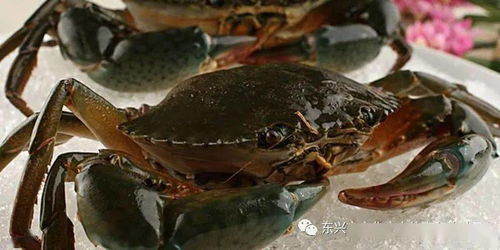 开海节安排 生猛海鲜新鲜上市,让东兴征服你饥饿已久的海鲜胃
