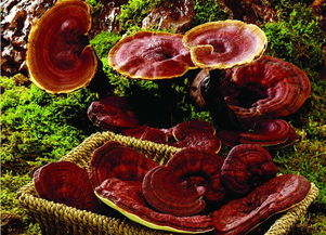 家庭灵芝的种植方法,买来灵芝菌菇在家怎么养？