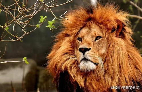 只能看见饿死的狮子,不见饿死的老虎 顶级猎食者晚年有何不同