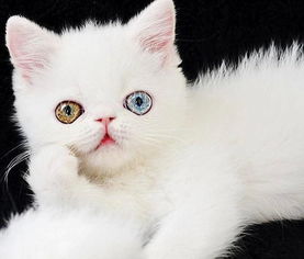 看一眼就会沦陷 这只蓝绿眼睛的小猫小巧惹人怜