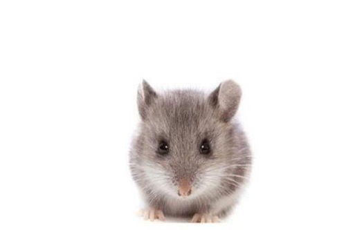 属鼠人几月是犯月 属鼠男犯月更严重 有什么破解方法 见者速看