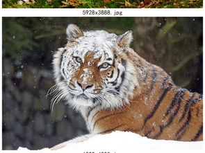 高清森林老虎jpg图片素材设计 模板下载 16.87MB 萌宠动物大全 